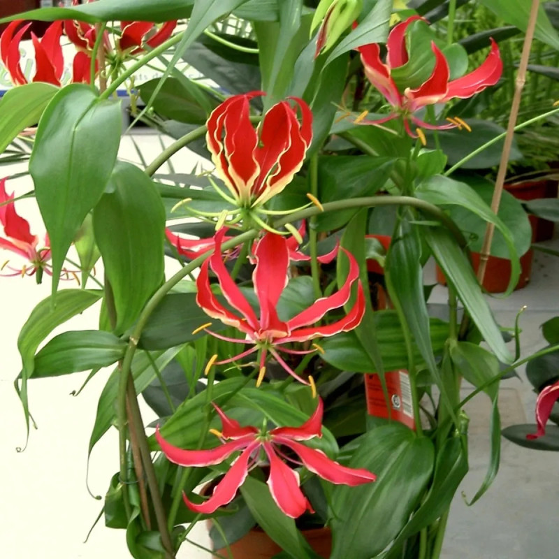 Gloriosa superba 'Rothschildiana' - Lis de Malabar | Achat producteur