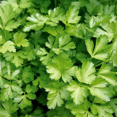 Persil commun à feuilles plates - Petroselinum | Achat producteur