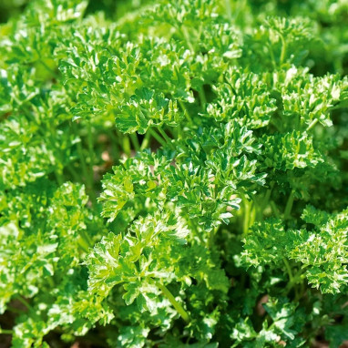 Persil frisé 'Robust' - Petroselinum | Achat direct au producteur