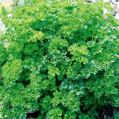 Persil frisé vert foncé - Petroselinum | Achat direct au producteur