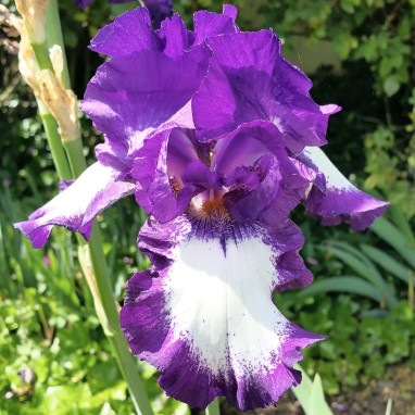 Iris germanica 'Acropole' - Iris | Achat direct au producteur
