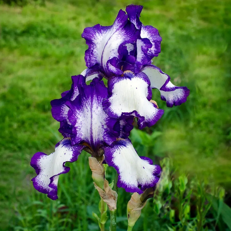 Iris germanica 'Acropole' - Iris | Achat direct au producteur