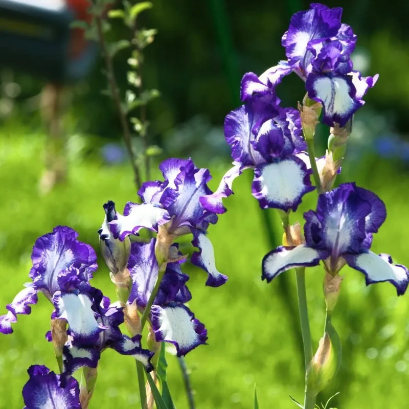 Iris germanica 'Acropole' - Iris | Achat direct au producteur