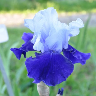 Iris germanica 'Best Bet' - Iris | Achat direct au producteur