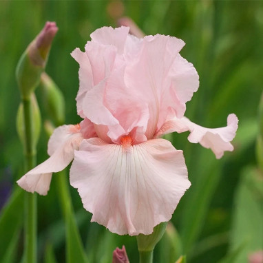 Iris germanica 'Beverly Sills' - Iris | Achat direct au producteur
