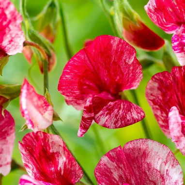 Pois de senteur 'Old Spice America' - Lathyrus | Achat producteur