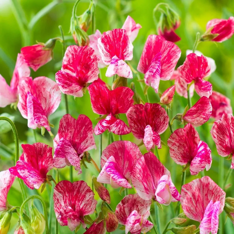 Pois de senteur 'Old Spice America' - Lathyrus | Achat producteur