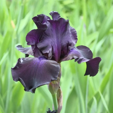 Iris germanica 'Black Night' - Iris | Achat direct au producteur