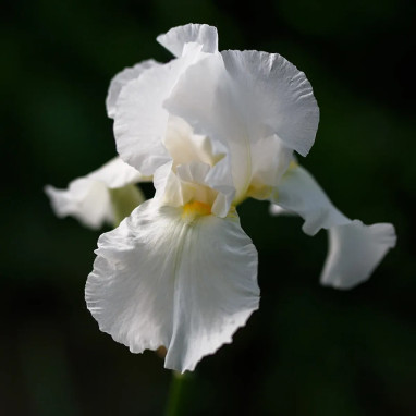 Iris germanica Blanc - Iris des Jardins | Achat direct au producteur