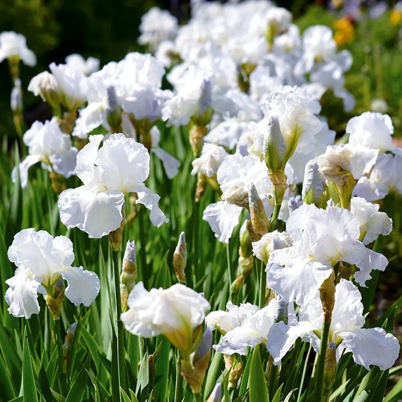 Iris germanica Blanc - Iris des Jardins | Achat direct au producteur