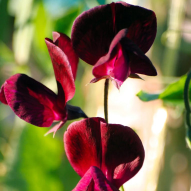 Pois de senteur 'Beaujolais' - Lathyrus | Achat direct au producteur