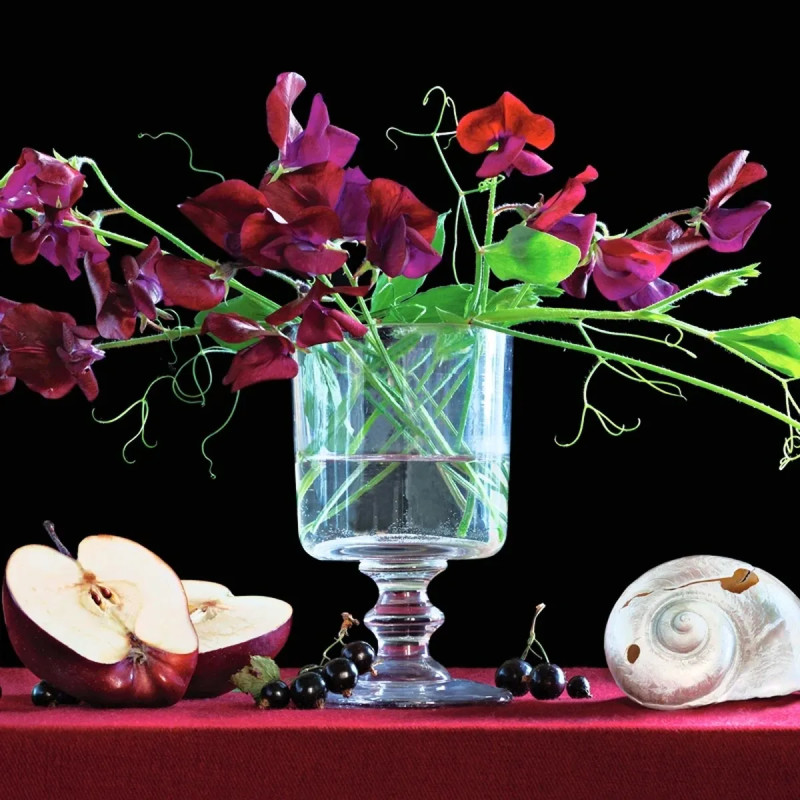 Pois de senteur 'Beaujolais' - Lathyrus | Achat direct au producteur