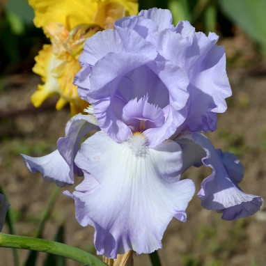 Iris germanica Bleu Pâle - Iris des Jardins | Achat producteur