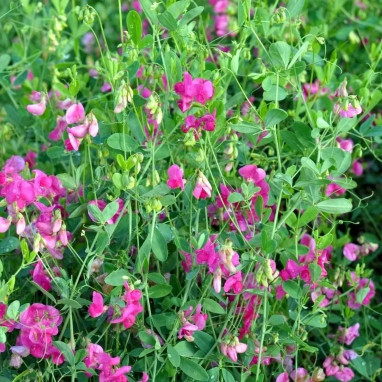 Pois de senteur géant Spencer rose - Lathyrus | Achat producteur