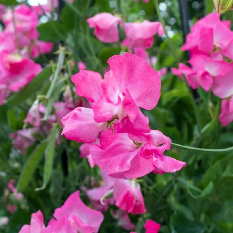 Pois de senteur géant Spencer rose - Lathyrus | Achat producteur