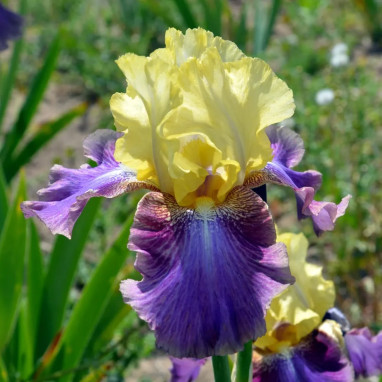 Iris des jardins 'Distant Chimes' - Iris | Achat direct au producteur