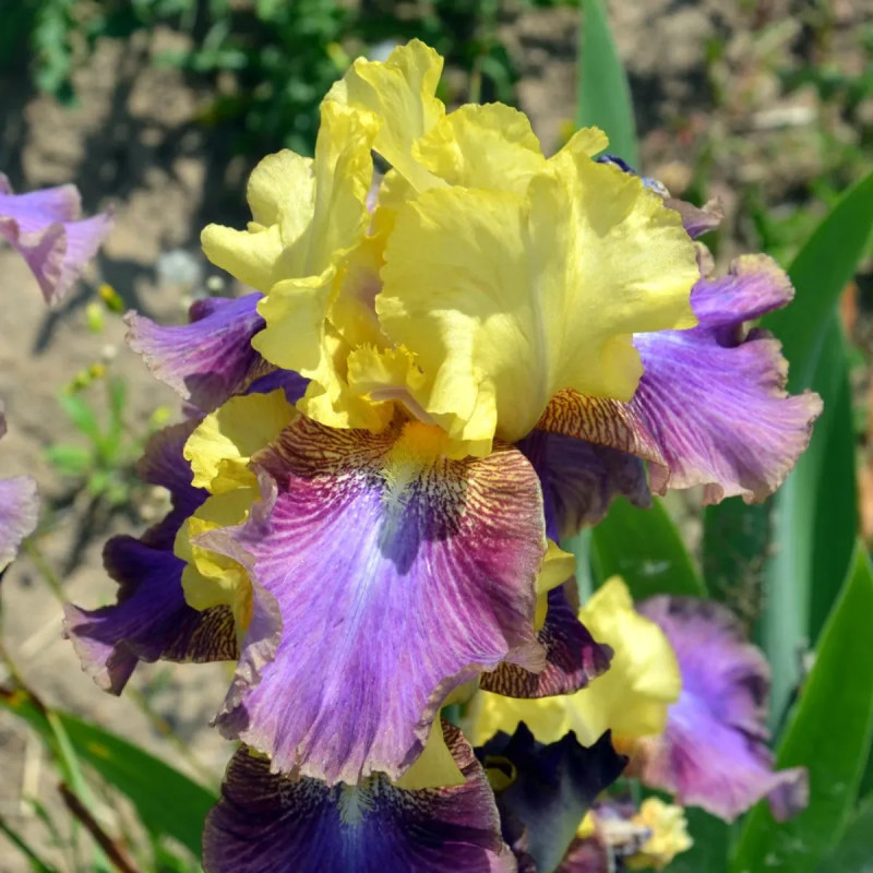 Iris des jardins 'Distant Chimes' - Iris | Achat direct au producteur
