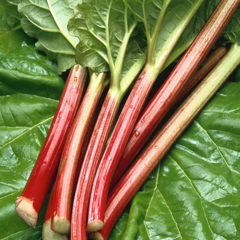 Rhubarbe géante 'Victoria' - Rheum rhabarbarum | Achat producteur