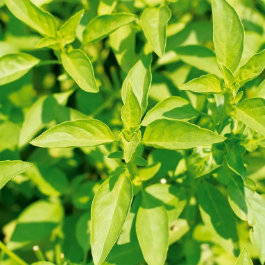 Basilic citron BIO - Ocimum basilicum | Achat direct au producteur