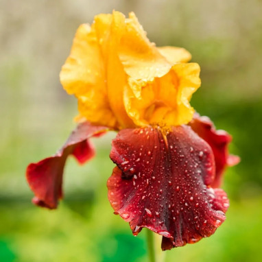 Iris germanica 'Gai Luron' - Iris | Achat direct au producteur