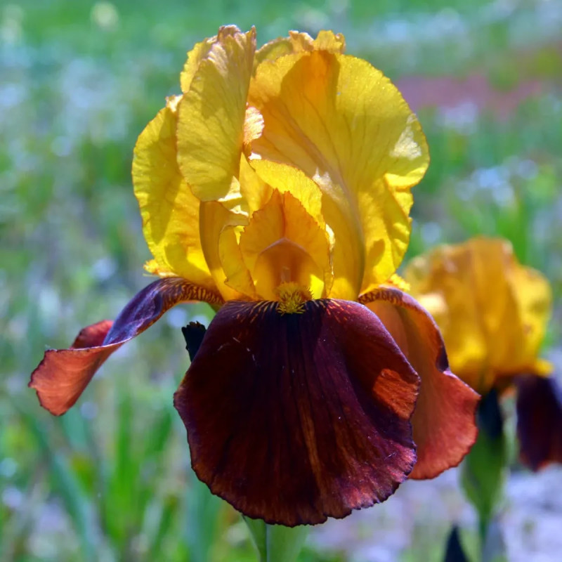 Iris germanica 'Gai Luron' - Iris | Achat direct au producteur