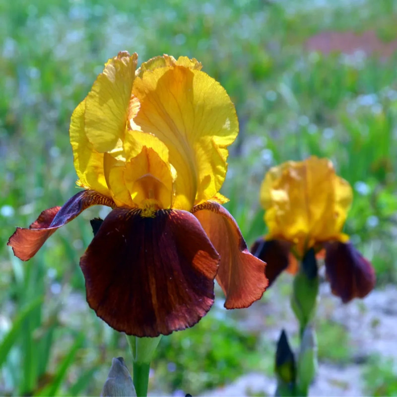 Iris germanica 'Gai Luron' - Iris | Achat direct au producteur
