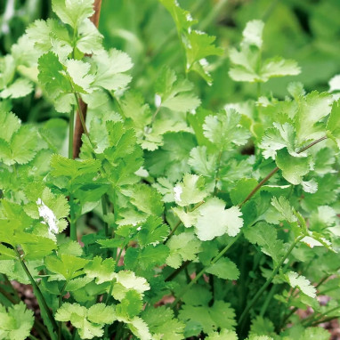 Coriandre à petite graine BIO - Coriandrum | Achat direct au producteur