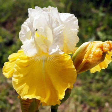 Iris germanica 'Pumpkin Cheesecake' | Achat direct au producteur
