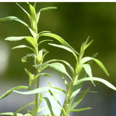 Estragon de Russie BIO - Artemisia dracunculus | Achat producteur