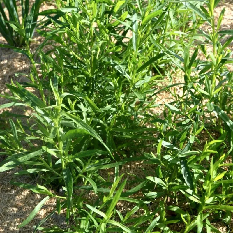 Estragon de Russie BIO - Artemisia dracunculus | Achat producteur