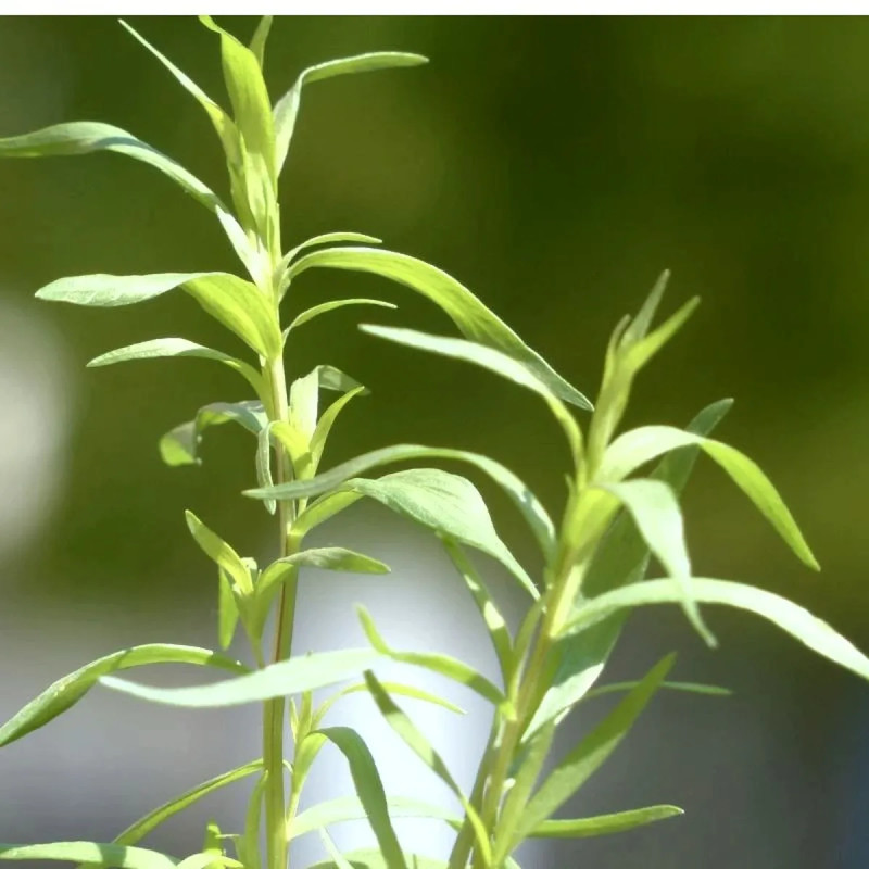 Estragon de Russie BIO - Artemisia dracunculus | Achat producteur