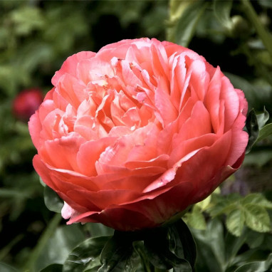 Pivoine 'Coral Charm' - Paeonia | Achat direct au producteur