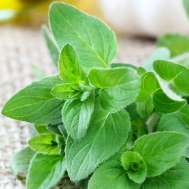Marjolaine Officinale BIO - Origanum | Achat direct au producteur