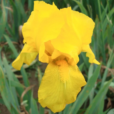 Iris germanica Jaune - Iris | Achat direct au producteur