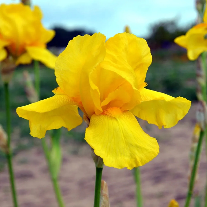 Iris germanica Jaune - Iris | Achat direct au producteur