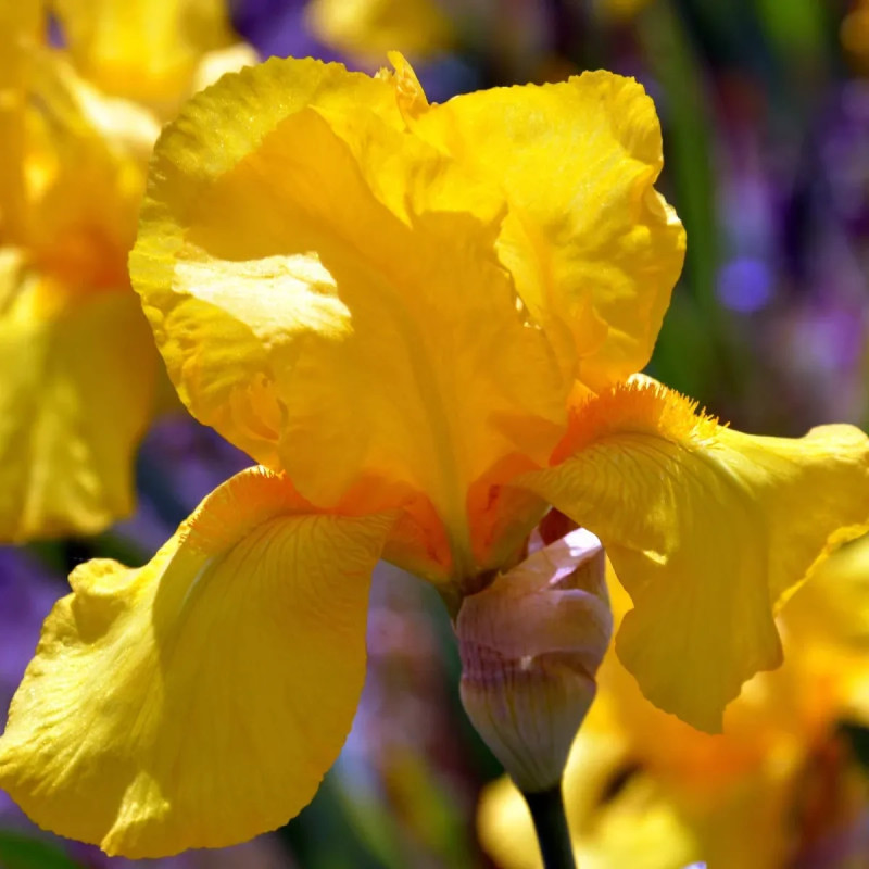 Iris germanica Jaune - Iris | Achat direct au producteur