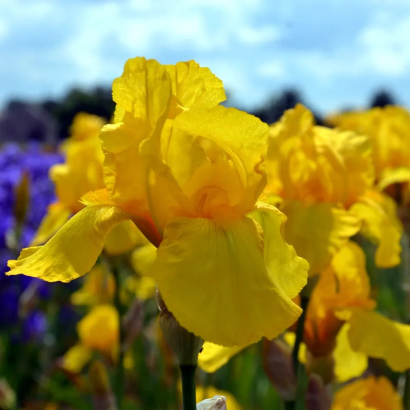 Iris germanica Jaune - Iris | Achat direct au producteur