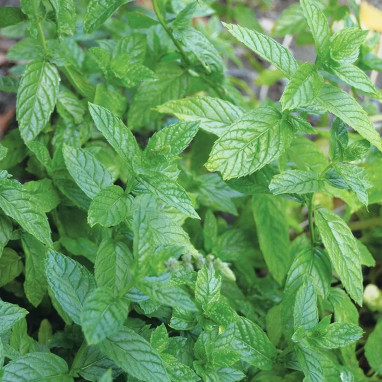 Menthe poivrée BIO - Mentha piperita | Achat direct au producteur