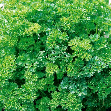 Persil frisé vert foncé BIO - Petroselinum | Achat direct au producteur
