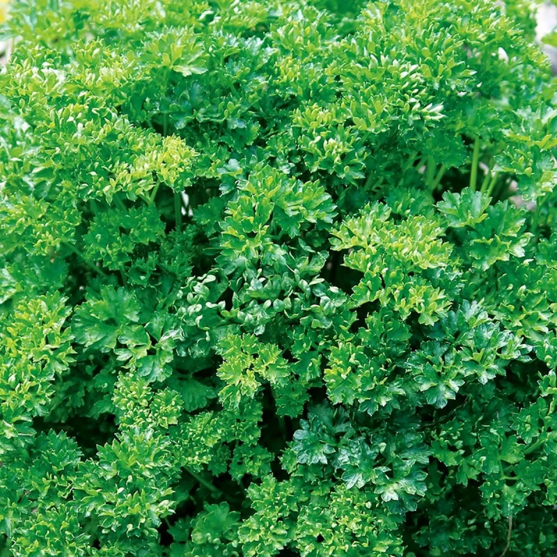 Persil frisé vert foncé BIO - Petroselinum | Achat direct au producteur