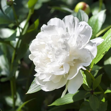Pivoine 'Duchesse de Nemours' - Paeonia | Achat direct au producteur