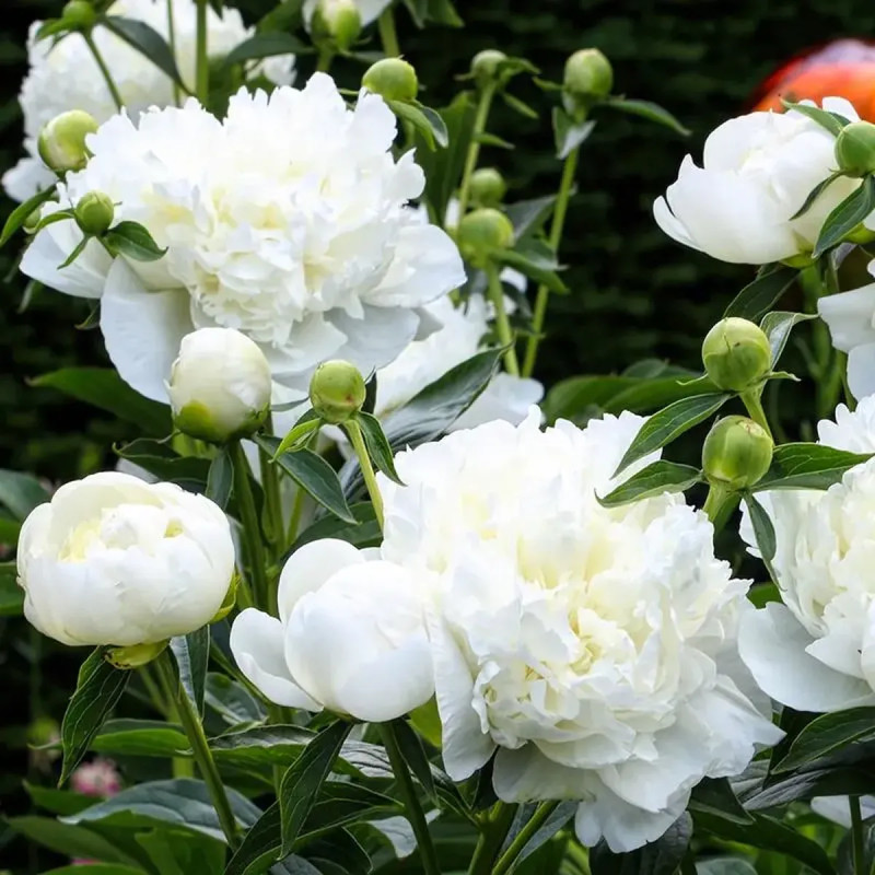 Pivoine 'Duchesse de Nemours' - Paeonia | Achat direct au producteur