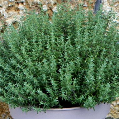 Thym d'hiver BIO - Thymus vulgaris | Achat direct au producteur