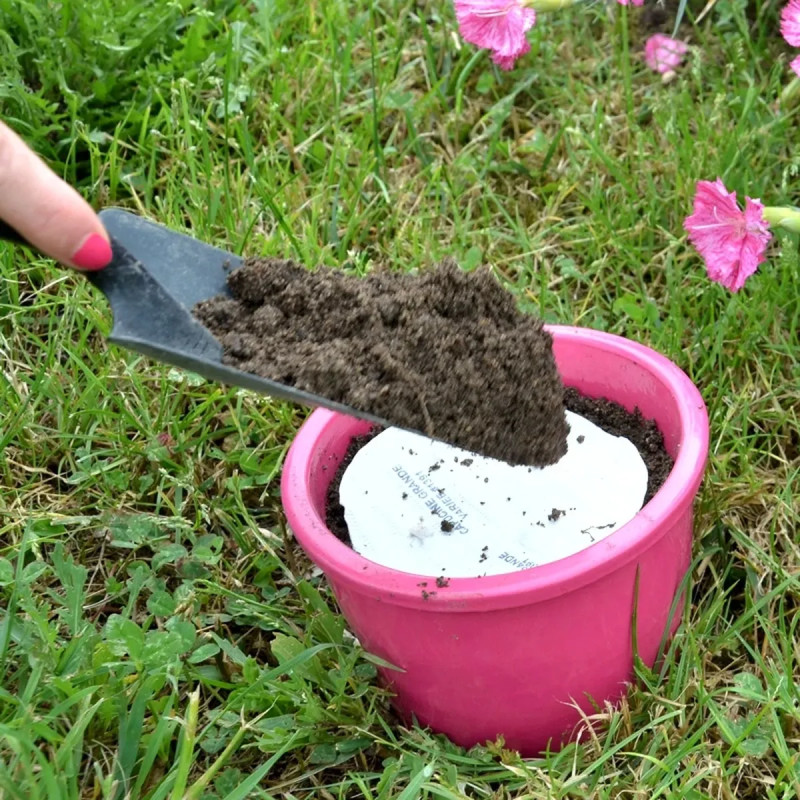 Thym d'hiver BIO - Thymus vulgaris | Achat direct au producteur