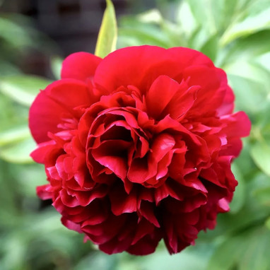 Pivoine 'Red Charm' - Paeonia lactiflora | Achat direct au producteur