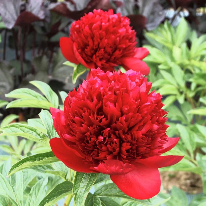 Pivoine 'Red Charm' - Paeonia lactiflora | Achat direct au producteur