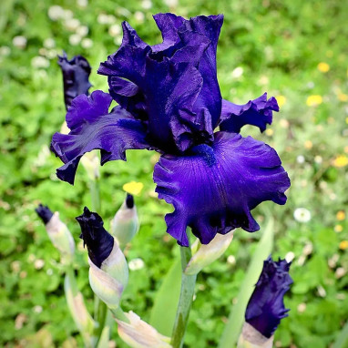 Iris germanica 'Bleu Nuit' - Iris | Achat direct au producteur