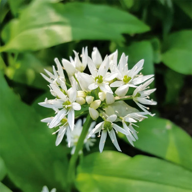 Allium ursinum - Ail des ours | Achat direct au producteur