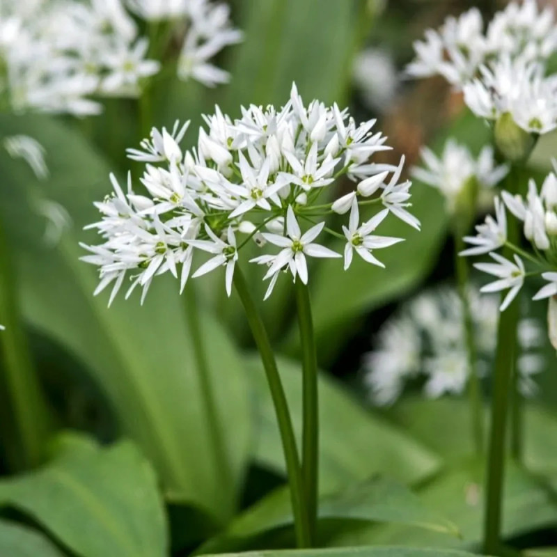 Allium ursinum - Ail des ours | Achat direct au producteur