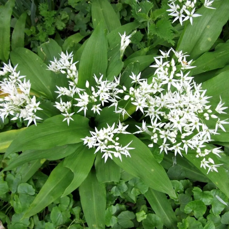 Allium ursinum - Ail des ours | Achat direct au producteur